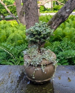 This pot is planted with a young Abies koreana, a small to medium-sized evergreen coniferous tree. It is underplanted with Dichondra argentea, or silver ponysfoot, a trailing perennial known for its striking silvery foliage and drought tolerance.