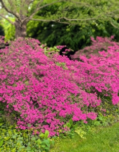 Across the carriage road are my old pink azaleas that are flowering with gorgeous deep pink color. My azalea collection starts in a lightly wooded area where they get lots of filtered sunlight throughout the day. I extended the garden down the carriage road and planted more than 400-azaleas.