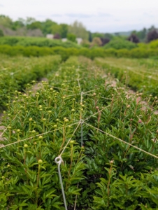 My herbaceous peony bed is just coming to life with the bold green foliage and all the many buds waiting to open. My herbaceous peony collection includes 11-double rows of peonies, and 22 different varieties of peony plants – two varieties in each row. It will bloom in less than two weeks.