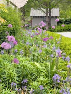 The pergola garden was hard to miss with all its beauty. The purple alliums are so prominent right now. Allium species are herbaceous perennials with flowers produced on scapes. They grow from solitary or clustered bulbs.