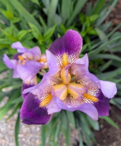 In my perennial flower garden, we saw some beautiful spring blooms. This is one of many irises. Iris is a genus of almost 300-species of flowering plants with showy flowers. The blooms consist of upright petals called “standards,” pendant petals called “falls,” and fuzzy, caterpillar-like “beards” that rest atop the falls.