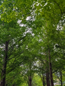 This garden is planted under the shade of tall dawn redwoods, Metasequoia.