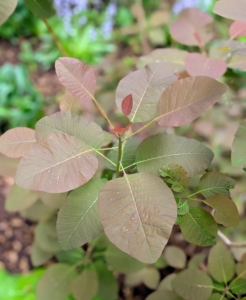 Another favorite is Continus – a few are also planted in this space. The smooth, rounded leaves come in exceptional shades of clear pinkish-bronze, yellow, deep purple, and green.