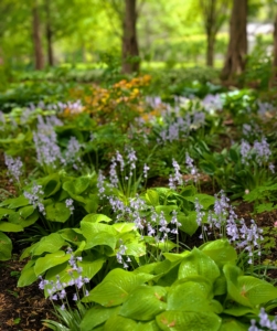These Spanish bluebell plants dot the garden with soft blue amidst shades of green.