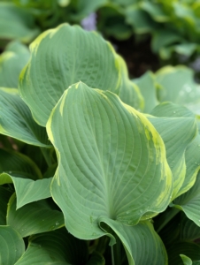‘Regal Splendor’ is a large hosta featuring thick, wavy-undulate, blue-gray leaves with irregular creamy white to pale yellow margins and cuspidate tips.