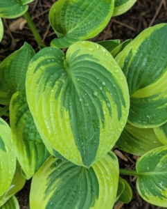Hostas are native to northeast Asia and include hundreds of different cultivars.