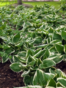 But the main focus of the garden is this lush carpet of hostas – hundreds of bold, green, gorgeous hosta plants are thriving.