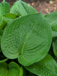 Hosta leaf textures can be smooth, veined or puckered. Their surfaces may be matt, shiny, or waxy but are usually satiny.
