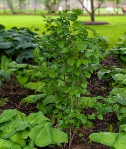 Viburnums have long been one of the most popular flowering landscape shrubs. This large group of plants consists of more than 150 species and numerous named cultivars. Viburnums include deciduous and evergreen specimens as well as small trees, mostly native to North America or to Asia. The leaves of viburnum range from glossy green to a dull, dark green to foliage that is thick and leathery.