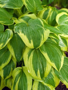 Unlike many perennials, which must be lifted and divided every few years, hostas are happy to grow in place without much interference. In summer, blooms on long stalks extend up above the clumping hosta foliage.