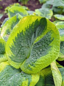 Most varieties tend to have a spread and height of between one and three feet.
