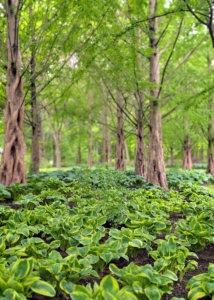 I tour all the gardens on a daily basis. I check how much the plants have grown, how healthy they are, and whether they need more food or water. I also assess what areas need more filling, or if plants need moving. Right now, so many of the gardens are just brimming with color and vitality – in particular, my hosta garden.