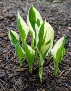 Before they fully open, they unfurl like this one.