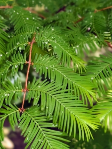 The dawn redwood has feathery, fine-textured needles that are opposite each other and approximately a half-inch long. Don’t confuse them with the bald cypress needles, which grow alternately. These dawn redwood needles will turn shades of red and brown before falling – it is one of the few deciduous conifers.