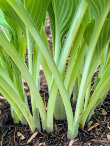 Hosta leaves rise up from a central rhizomatous crown to form a rounded to spreading mound.