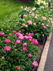 It's peony time! Visiting the NYBG now, one will see the row of beautiful, sweet-smelling herbaceous peonies. Even after several days of rain, these blooms are still so eye-catching.