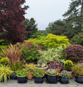 Just outside the Conservatory is a perennial garden featuring a series of themed areas of plants, planted in pots and in the ground. It is a blend of perennials, grasses, bulbs, shrubs, and trees that flower through the year.