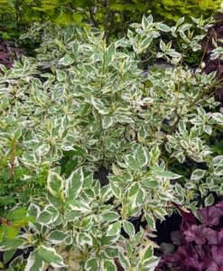 This is a variegated yellow-twig dogwood, Cornus sercea 'Silver and Gold' - a dogwood variety that is grown for its bold variegated foliage and its yellow winter stems.