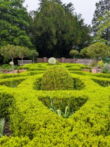 Here is one of the NYBG's well-manicured parterres. A parterre is an area usually seen with boxwood hedging surrounding perennials, herbs, and other flowers.