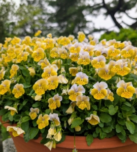 Potted up on a wall of an edible garden are these charming Johnny Jump-Ups - small, sweet, whimsical flowers that come in shades of yellow, purple, and white. It's also known as Wild Pansy, Heart’s Ease, or Viola tricolor. And yes, these flowers can be eaten.