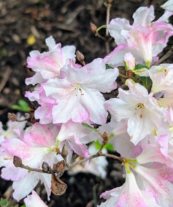 Azalea petal shapes range from narrow to triangular to overlapping rounded petals. They can also be flat, wavy, or ruffled.