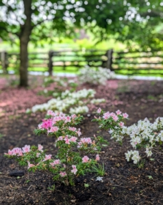 The smaller, younger azaleas are looking more beautiful every year. Azaleas are generally healthy, easy to grow plants. Some azaleas bloom as early as March, but most bloom in April and May with blossoms lasting several weeks.