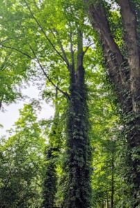 These tall and striking sugar maple trees, Acer saccharum, are located at one corner of my farm – just outside my Summer House and its formal sunken garden. These maples are covered with climbing hydrangea, and beneath them is one of my favorite gardens this time of year… the tree peony garden.