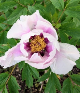 Tree peonies come in colors that include all ranges of white, yellow, pink, magenta, and dark maroon.