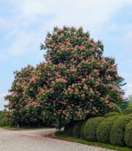 And then we headed down to the stable to see my horses and these horse chestnut trees. They always grab everyone’s attention. Aesculus hippocastanum is a large deciduous tree also known as conker tree. All the horse chestnuts are blooming so profusely right now.