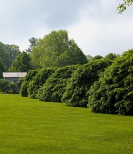 Nearby is my Soccer Field, which is adjacent to the pergola. It is looking so lush and green. On one side are six weeping hornbeams, Carpinus betulus Pendula. When my grandchildren come up to visit, my grandson, Truman, loves to play soccer here – it’s one of his favorite spots at the farm.