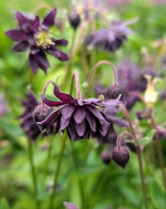 The columbine plant, Aquilegia, is an easy-to-grow perennial that blooms in a variety of colors during spring. With soft-mounding scalloped leaves and delicate blossoms nodding on flower stems, columbine is ideal for borders, cottage gardens or naturalizing wooded areas. This columbine is a rich, dark purple.