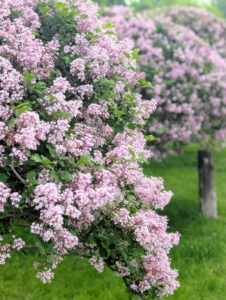 Up the road, the group saw the apple espaliers and these blooming “Miss Kim” Korean lilac standards. This upright, compact lilac blooms later than others, extending the season with clusters of highly fragrant, lavender flowers.