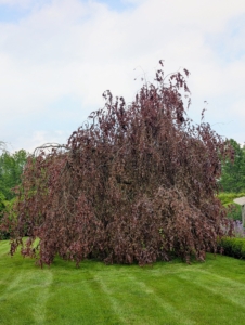 This is a beautiful weeping copper beech, Fagus sylvatica ‘Purpurea Pendular’, an irregular spreading tree with long, weeping branches that reach the ground.