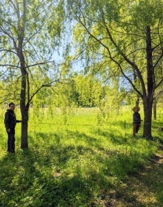 My head gardener, Ryan McCallister, and my outdoor grounds crew foreman, Chhiring Sherpa, measured the distance between two of the mature trees so they could duplicate the same distance between the newer ones. These are about 20-feet apart.