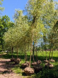 I decided I wanted to create an allée in this same location. I purchased a group of willows to plant on the opposite side of a dirt road from the mature willows. These weeping willows will grow about three to four feet per year in optimal conditions and catch up to the size of the other trees in several years.