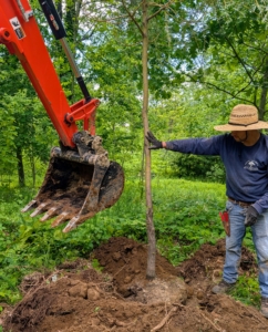 The backhoe drops an initial load of soil back into the hole to keep the tree in place while Alex holds it straight.