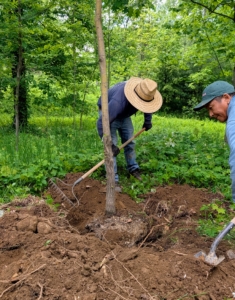 Alex and Phurba continue backfilling until the tree is secure in its new environment.