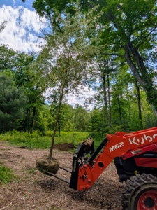Using our trusted Kubota tractor, Chhiring transports one of the willows to its planting spot.