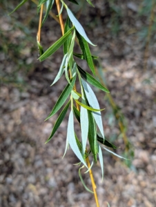 The water-loving trees have light, slender green, lance-shaped leaves. In the fall, the color ranges from light yellow-green to nearly blue depending on the variety.