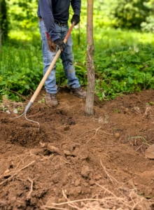Alex also uses a hard rake to level and tidy the area.