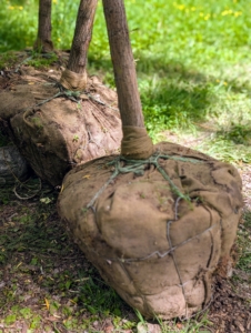 Each tree root ball is wrapped in burlap and a wire cage to keep it intact and easier to move.