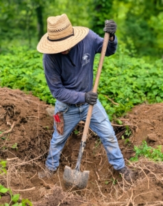 When selecting a location for a tree, be sure to consider the size when the tree is mature. And place it far enough from any structures, so the branches do not touch anything. Alex finishes digging the hole. A crucial step in growing healthy trees is to plant them at the proper depth. A good rule of thumb is to dig the hole as deep as the root ball.