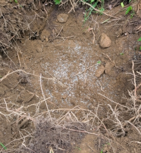 Alex then pours fertilizer in the hole, over the root ball, and the surrounding soil. Feeding plants and trees when they are newly transplanted helps transplant survival and increases water and nutrient absorption.