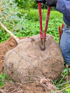 Using cutters, Alex removes the wire cage wrapped around the root ball.