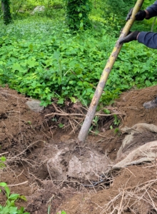 Slowly the crew rotates the tree on its root ball until it is in the hole.