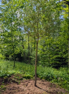 This new allée of weeping willows will be groomed later, but the trees are healthy and should become well established in little time. Fortunately, all the trees were planted before the forecasted showers began.