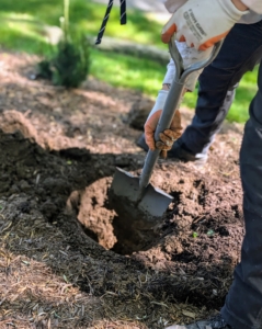Matthew starts by digging the hole at least twice the size of the plant.