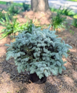 This Picea pungens 'Utica' is a slow-growing bright blue evergreen conifer shrub. It is a spruce that was actually found as a seedling in upstate New York.