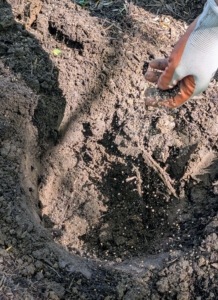 Then he sprinkles a generous amount of food into the hole and mixes it with the existing soil. Remember what I always say, "if you are eating and drinking today, so should your plants."