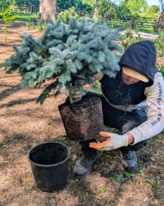 Matthew carefully removes the plant from its pot so as to get as much of the root ball as possible.
